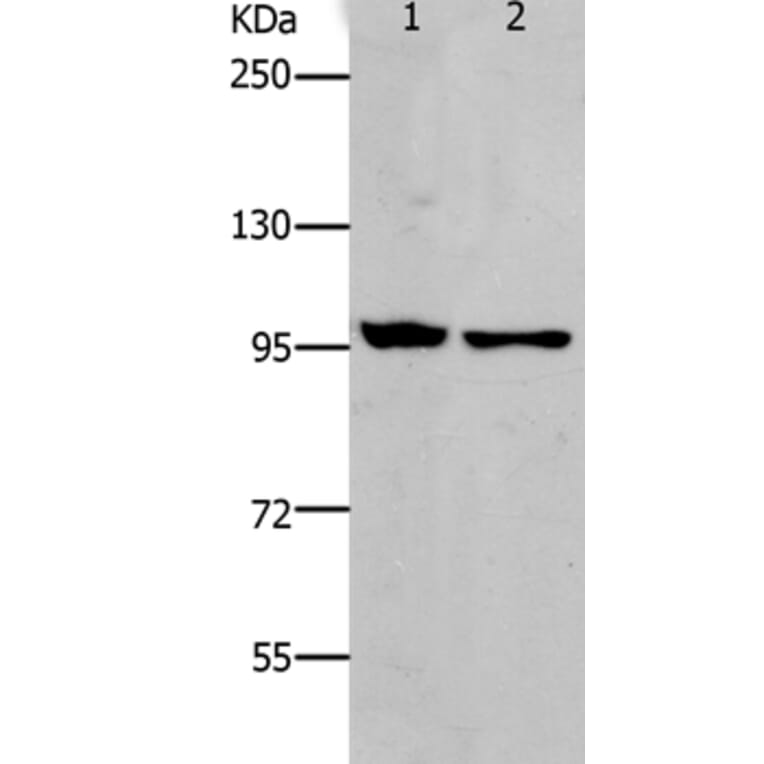 NFKB2 Antibody from Signalway Antibody (37182) - Antibodies.com