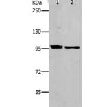 NFKB2 Antibody from Signalway Antibody (37182) - Antibodies.com
