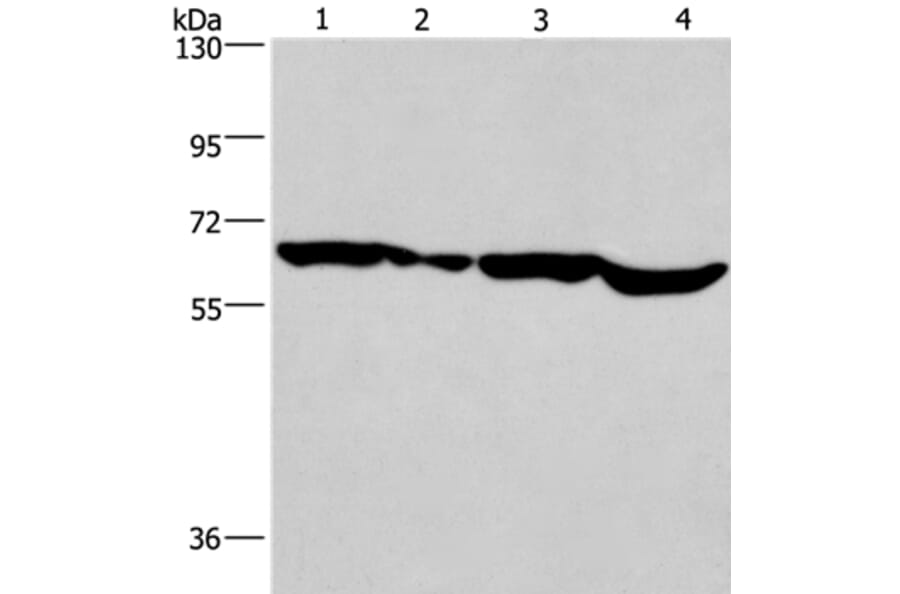SOX18 Antibody from Signalway Antibody (37249) - Antibodies.com