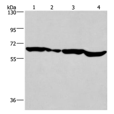 SOX18 Antibody from Signalway Antibody (37249) - Antibodies.com