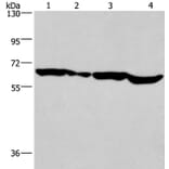 SOX18 Antibody from Signalway Antibody (37249) - Antibodies.com
