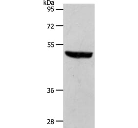 S1PR1 Antibody from Signalway Antibody (37288) - Antibodies.com