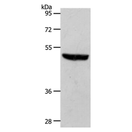 S1PR1 Antibody from Signalway Antibody (37288) - Antibodies.com