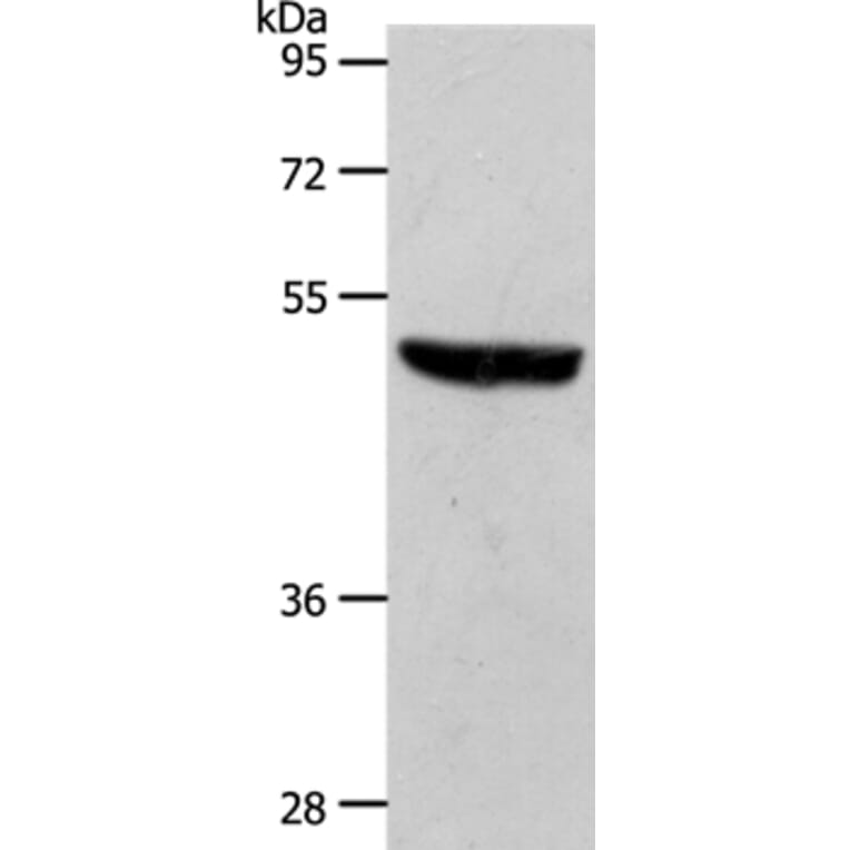 S1PR1 Antibody from Signalway Antibody (37288) - Antibodies.com