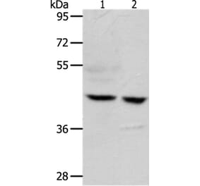 S1PR5 Antibody from Signalway Antibody (37291) - Antibodies.com