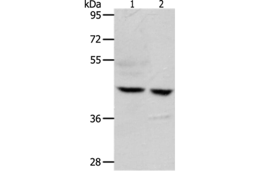 S1PR5 Antibody from Signalway Antibody (37291) - Antibodies.com
