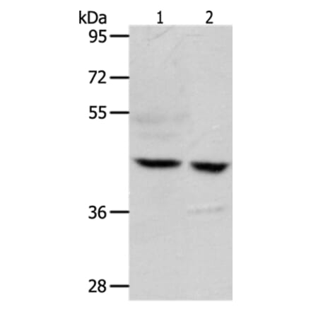 S1PR5 Antibody from Signalway Antibody (37291) - Antibodies.com