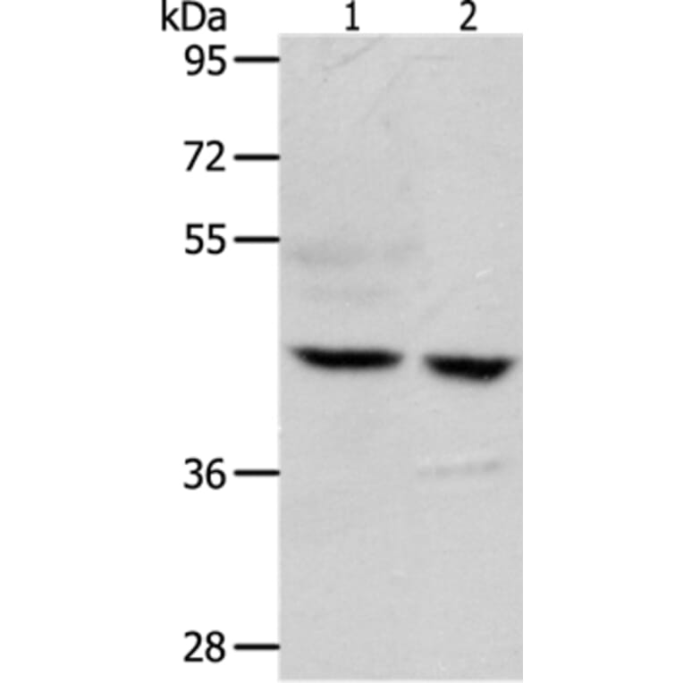 S1PR5 Antibody from Signalway Antibody (37291) - Antibodies.com