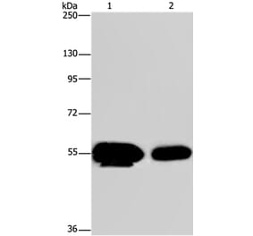 APBA1 Antibody from Signalway Antibody (37335) - Antibodies.com