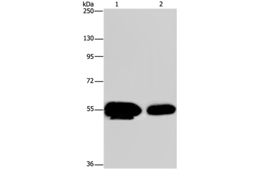 APBA1 Antibody from Signalway Antibody (37335) - Antibodies.com