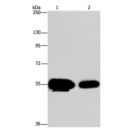 APBA1 Antibody from Signalway Antibody (37335) - Antibodies.com