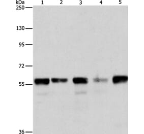 ARIH2 Antibody from Signalway Antibody (37344) - Antibodies.com