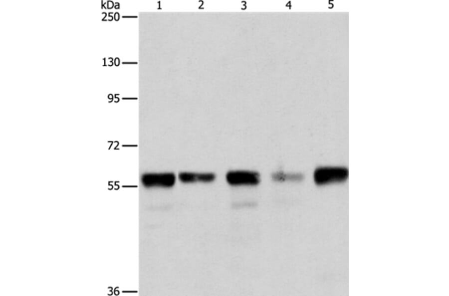 ARIH2 Antibody from Signalway Antibody (37344) - Antibodies.com