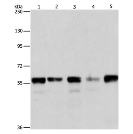 ARIH2 Antibody from Signalway Antibody (37344) - Antibodies.com