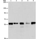 ARIH2 Antibody from Signalway Antibody (37344) - Antibodies.com