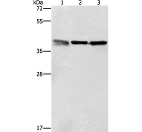 ZFP42 Antibody from Signalway Antibody (37359) - Antibodies.com
