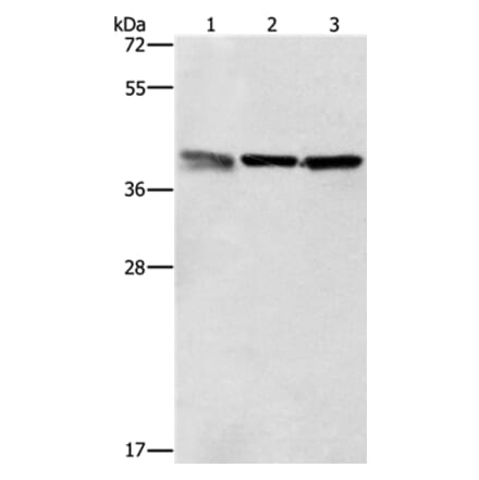 ZFP42 Antibody from Signalway Antibody (37359) - Antibodies.com