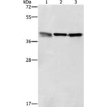 ZFP42 Antibody from Signalway Antibody (37359) - Antibodies.com