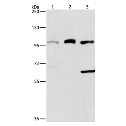 ASCC2 Antibody from Signalway Antibody (37399) - Antibodies.com