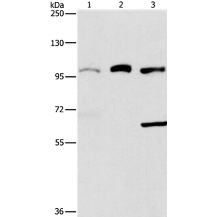 ASCC2 Antibody from Signalway Antibody (37399) - Antibodies.com
