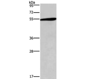 HTR2C Antibody from Signalway Antibody (37404) - Antibodies.com
