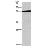 HTR2C Antibody from Signalway Antibody (37404) - Antibodies.com