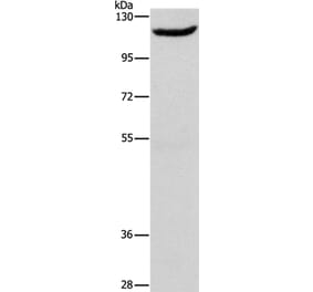 ERAP1 Antibody from Signalway Antibody (37429) - Antibodies.com