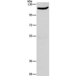 ERAP1 Antibody from Signalway Antibody (37429) - Antibodies.com