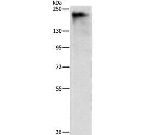 ATAD5 Antibody from Signalway Antibody (37431) - Antibodies.com