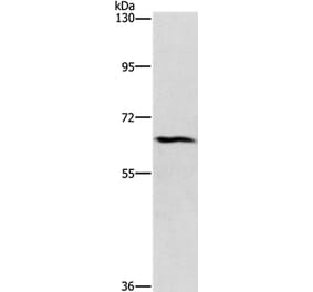 CERKL Antibody from Signalway Antibody (37485) - Antibodies.com
