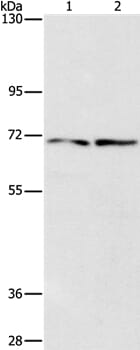Gel: 8% SDS-PAGE Lysates (from left to right): HepG2 and 293T cell Amount of lysate: 40ug per lane Primary antibody: 1/1400 dilution Secondary antibody dilution: 1/8000 Exposure time: 15seconds