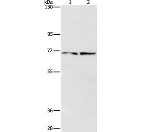 IFT74 Antibody from Signalway Antibody (37493) - Antibodies.com