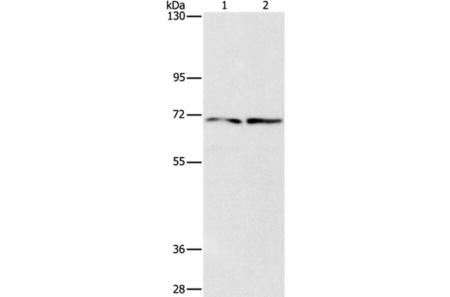 IFT74 Antibody from Signalway Antibody (37493) - Antibodies.com