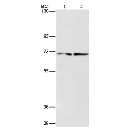 IFT74 Antibody from Signalway Antibody (37493) - Antibodies.com