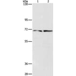 IFT74 Antibody from Signalway Antibody (37493) - Antibodies.com