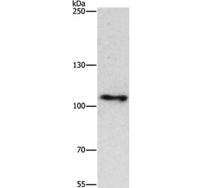 CUL4B Antibody from Signalway Antibody (37513) - Antibodies.com