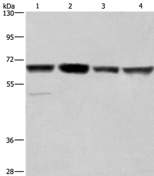Gel: 6%SDS-PAGE Lysates (from left to right): Hela, Jurkat, K562 and HUVEC cell Amount of lysate: 40ug per lane Primary antibody: 1/350 dilution Secondary antibody dilution: 1/8000 Exposure time: 40 seconds