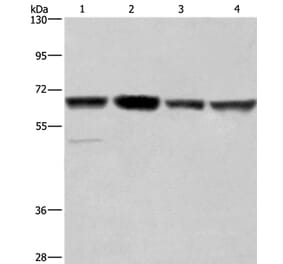 GLYR1 Antibody from Signalway Antibody (37598) - Antibodies.com