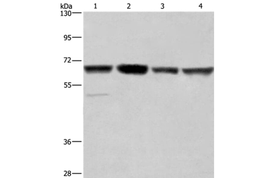 GLYR1 Antibody from Signalway Antibody (37598) - Antibodies.com