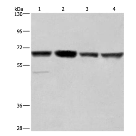 GLYR1 Antibody from Signalway Antibody (37598) - Antibodies.com