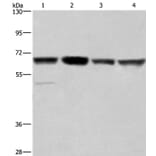 GLYR1 Antibody from Signalway Antibody (37598) - Antibodies.com
