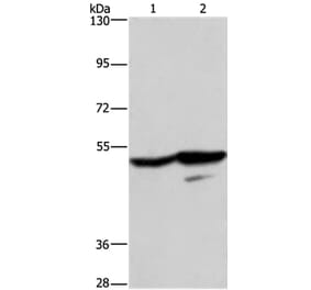 GPR39 Antibody from Signalway Antibody (37607) - Antibodies.com