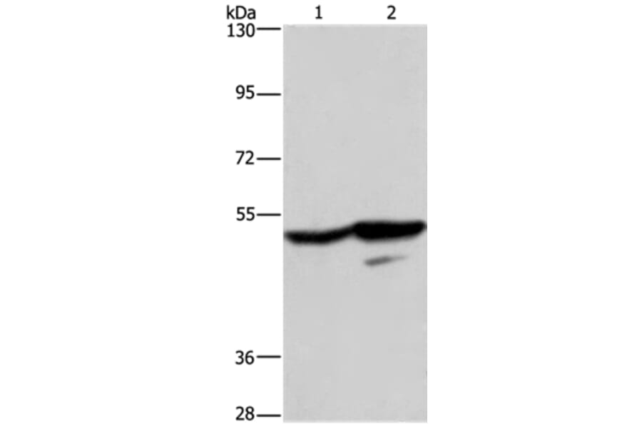 GPR39 Antibody from Signalway Antibody (37607) - Antibodies.com