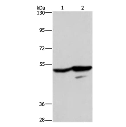 GPR39 Antibody from Signalway Antibody (37607) - Antibodies.com