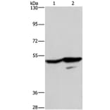 GPR39 Antibody from Signalway Antibody (37607) - Antibodies.com
