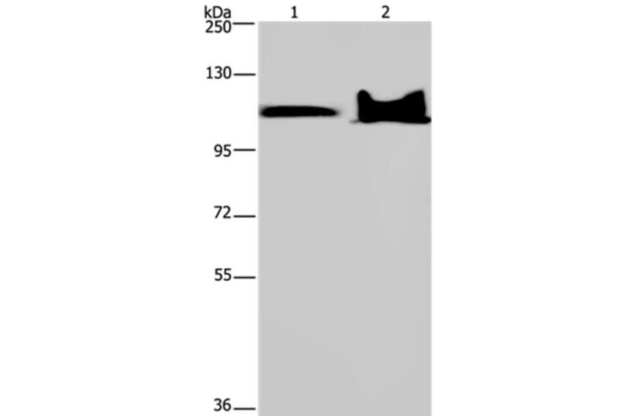 KDM4C Antibody from Signalway Antibody (37672) - Antibodies.com
