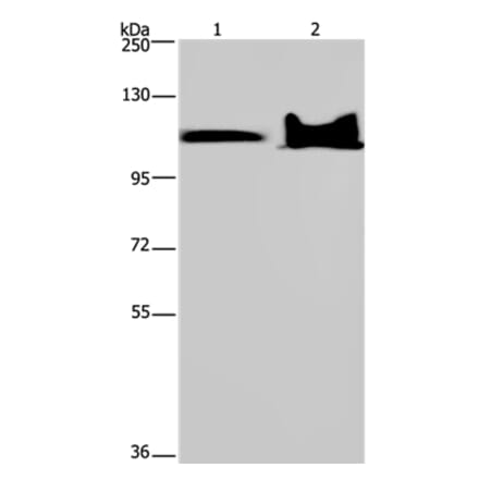 KDM4C Antibody from Signalway Antibody (37672) - Antibodies.com