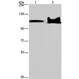 KDM4C Antibody from Signalway Antibody (37672) - Antibodies.com