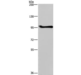 LLGL1 Antibody from Signalway Antibody (37705) - Antibodies.com