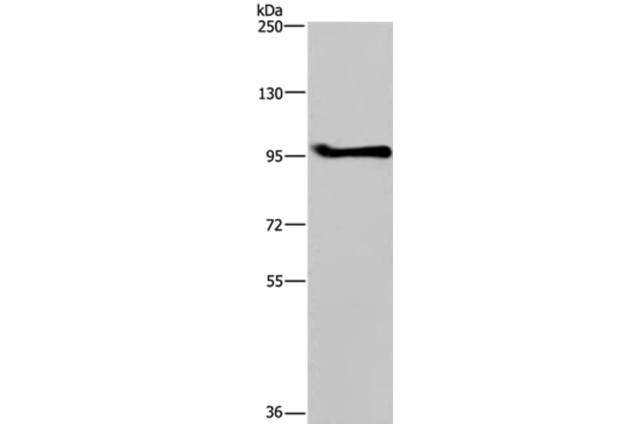 LLGL1 Antibody from Signalway Antibody (37705) - Antibodies.com